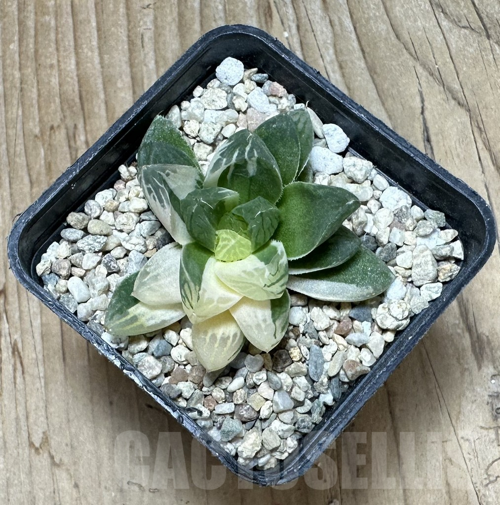 SHPR37100 Haworthia obtusa ‘Marin’ f. variegata - 画像 (2)