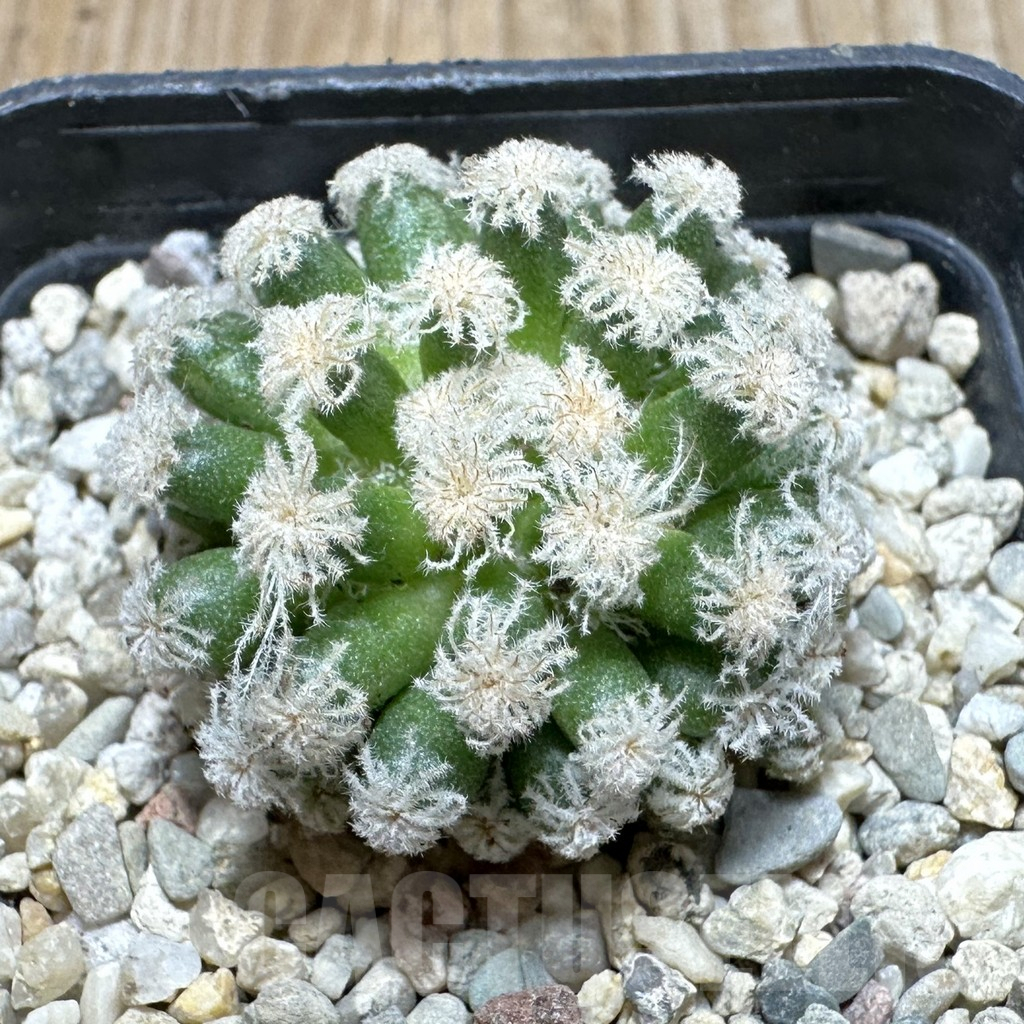 SHPR37102 Mammillaria plumosa ‘Snow’
