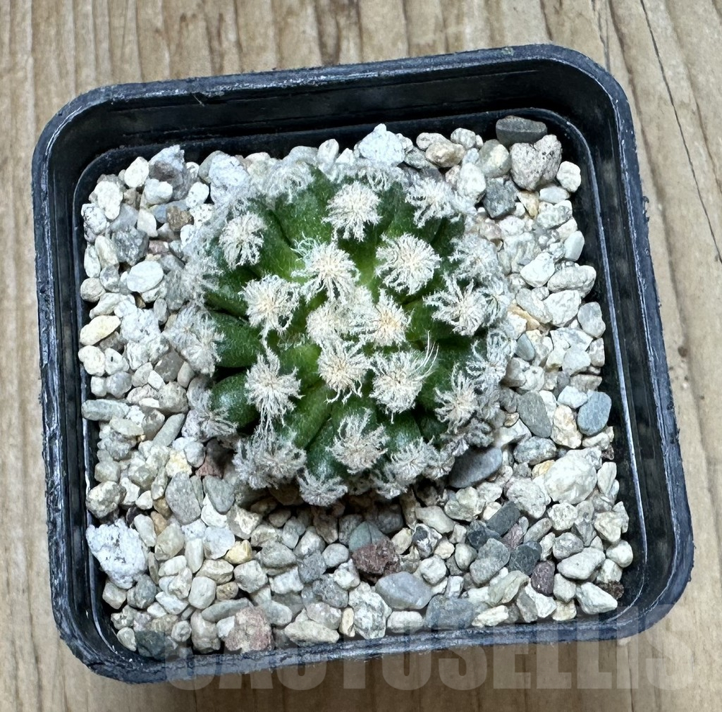 SHPR37102 Mammillaria plumosa ‘Snow’ - 画像 (2)