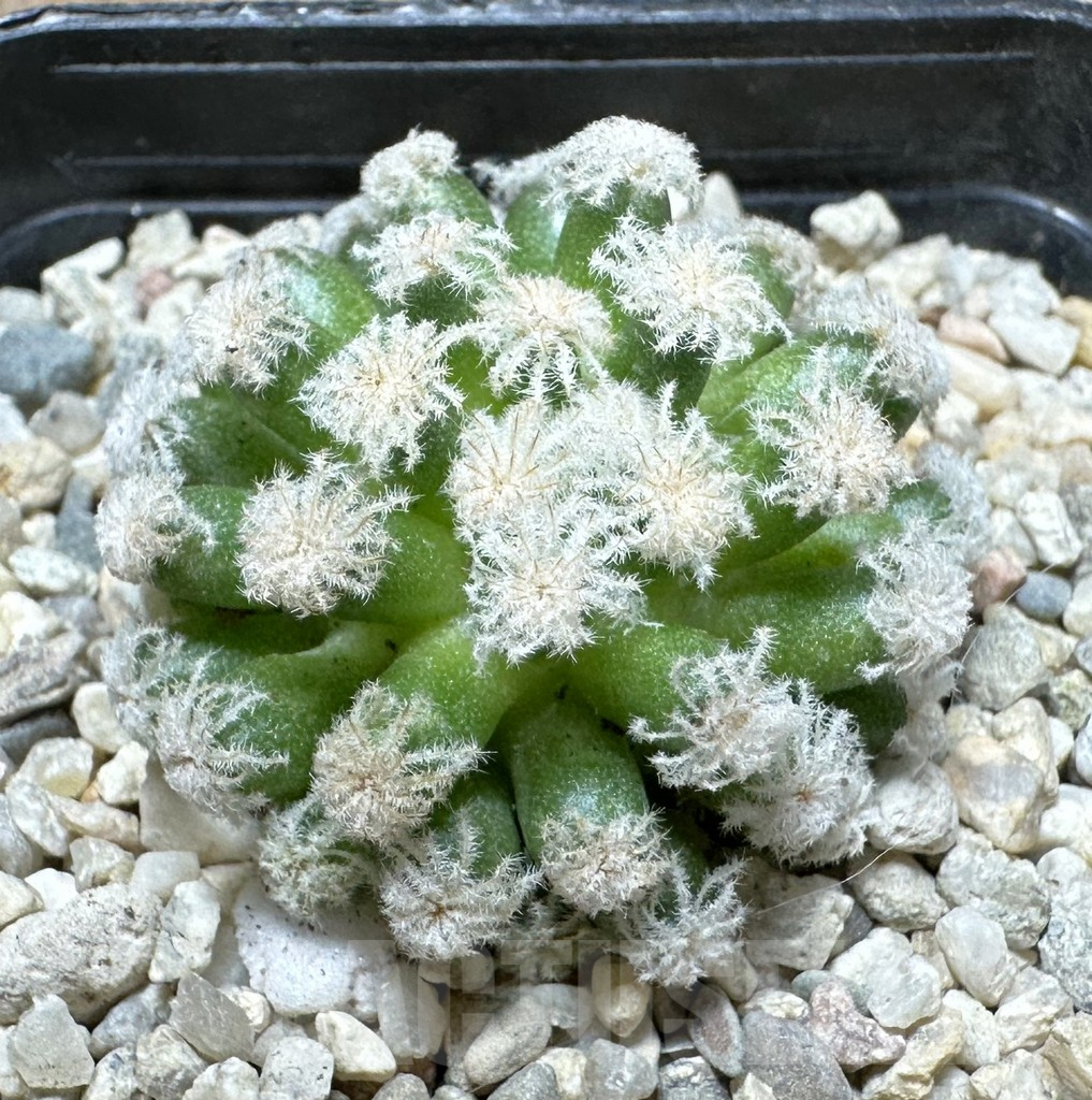 SHPR37103 Mammillaria plumosa ‘Snow’