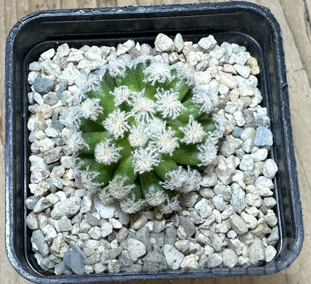 SHPR37103 Mammillaria plumosa ‘Snow’ - 画像 (2)