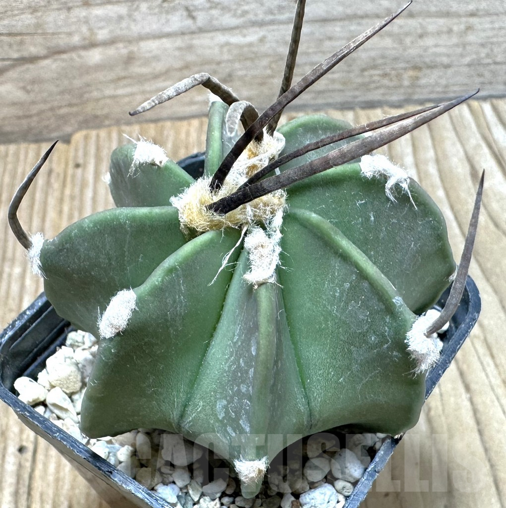 SHPR37105 Astrophytum crassispinum ‘Taiho’ hybrid