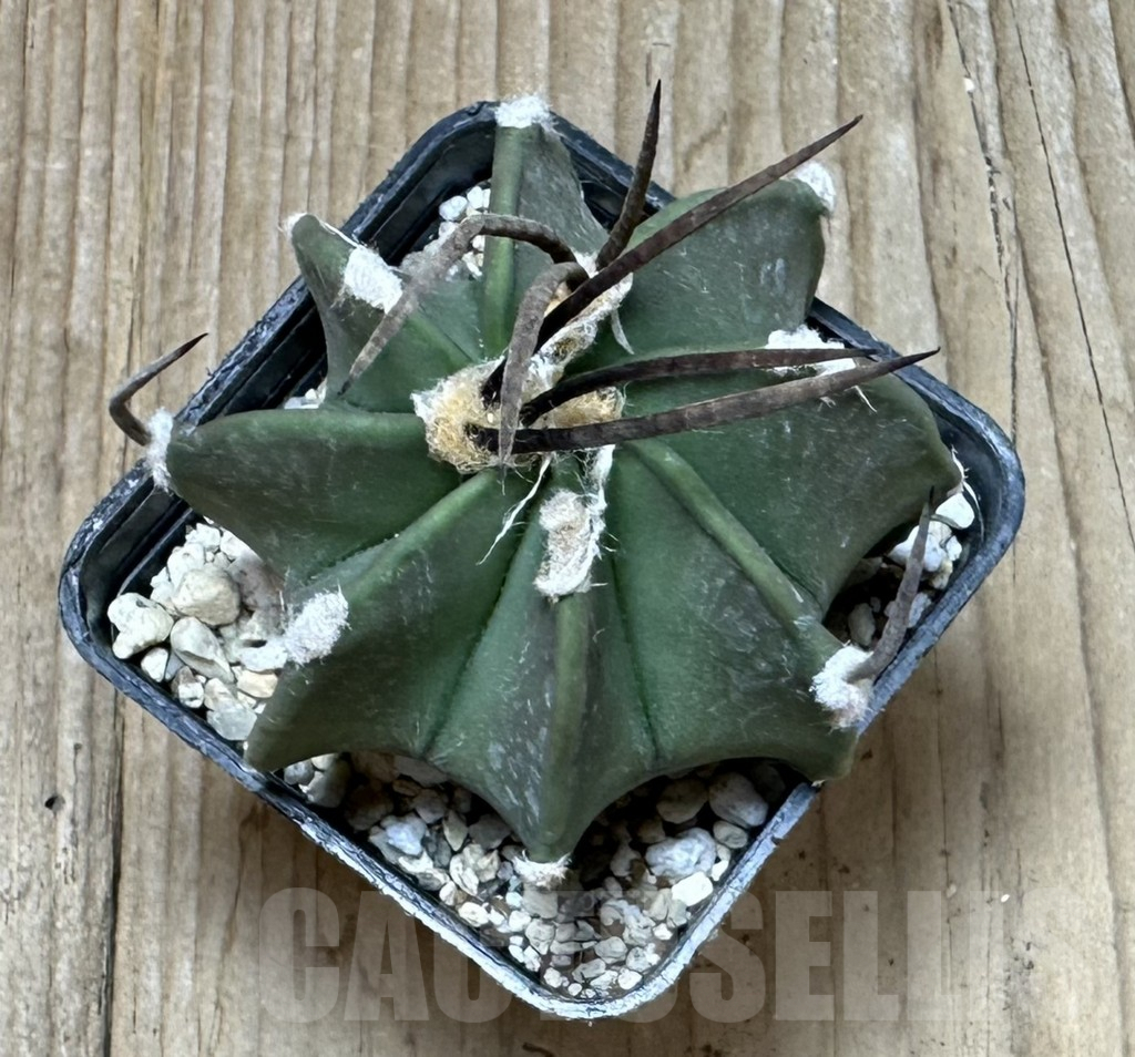 SHPR37105 Astrophytum crassispinum ‘Taiho’ hybrid - 画像 (2)
