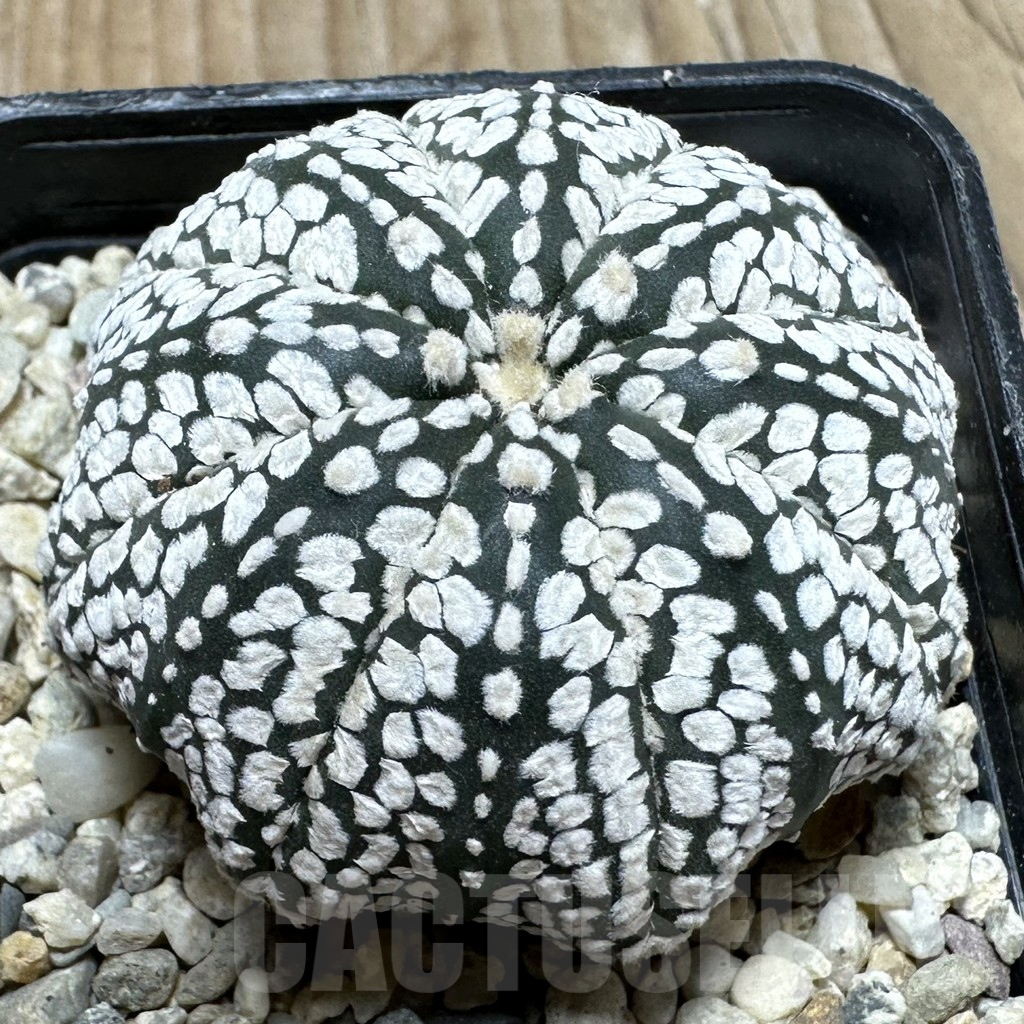 SHPR37112 Astrophytum asterias ‘Super Kabuto’