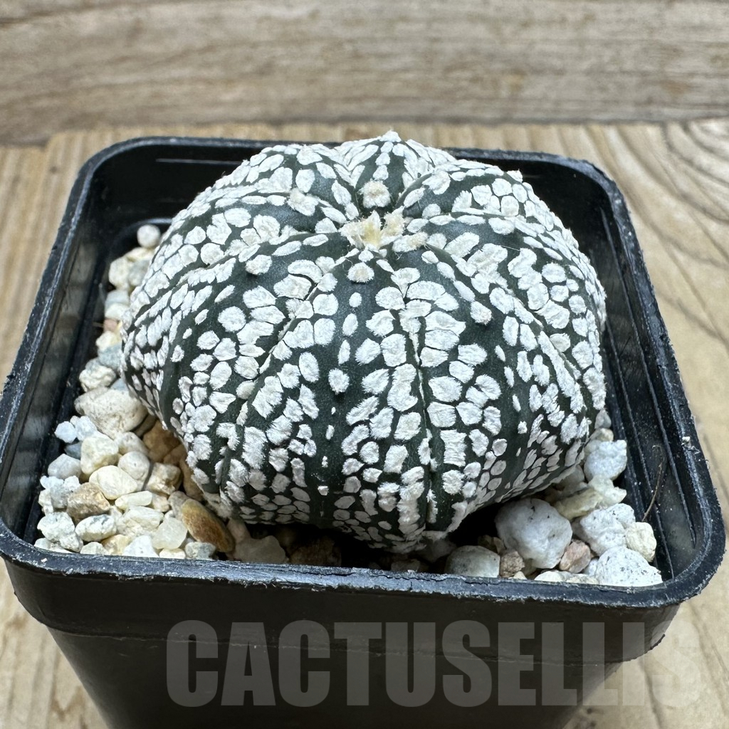SHPR37112 Astrophytum asterias ‘Super Kabuto’ - Obrázek 2
