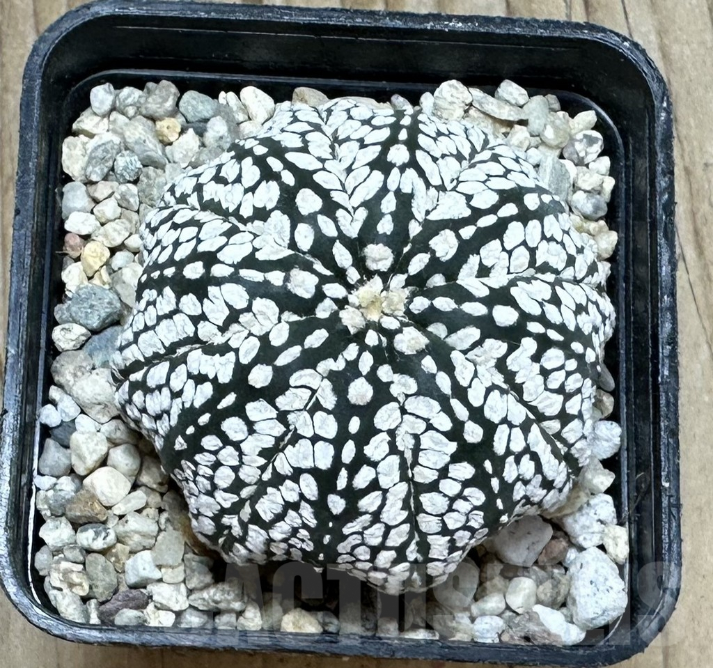 SHPR37112 Astrophytum asterias ‘Super Kabuto’ - Obrázek 3