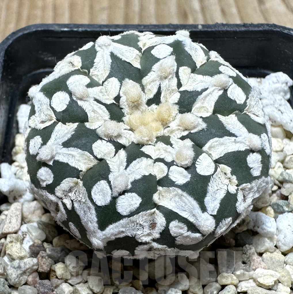 SHPR37113 Astrophytum asterias ‘Super Kabuto’ V-type f. nudum