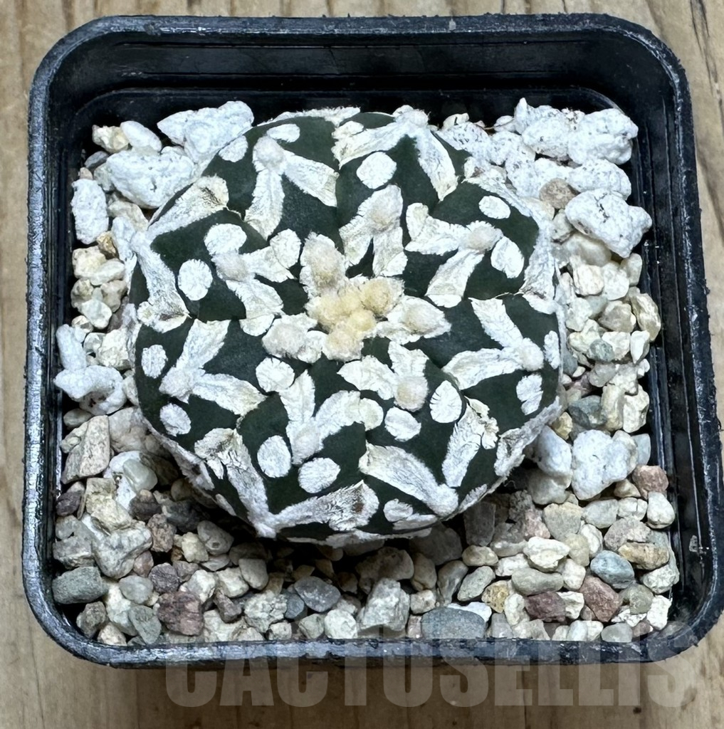 SHPR37113 Astrophytum asterias ‘Super Kabuto’ V-type f. nudum - Image 2