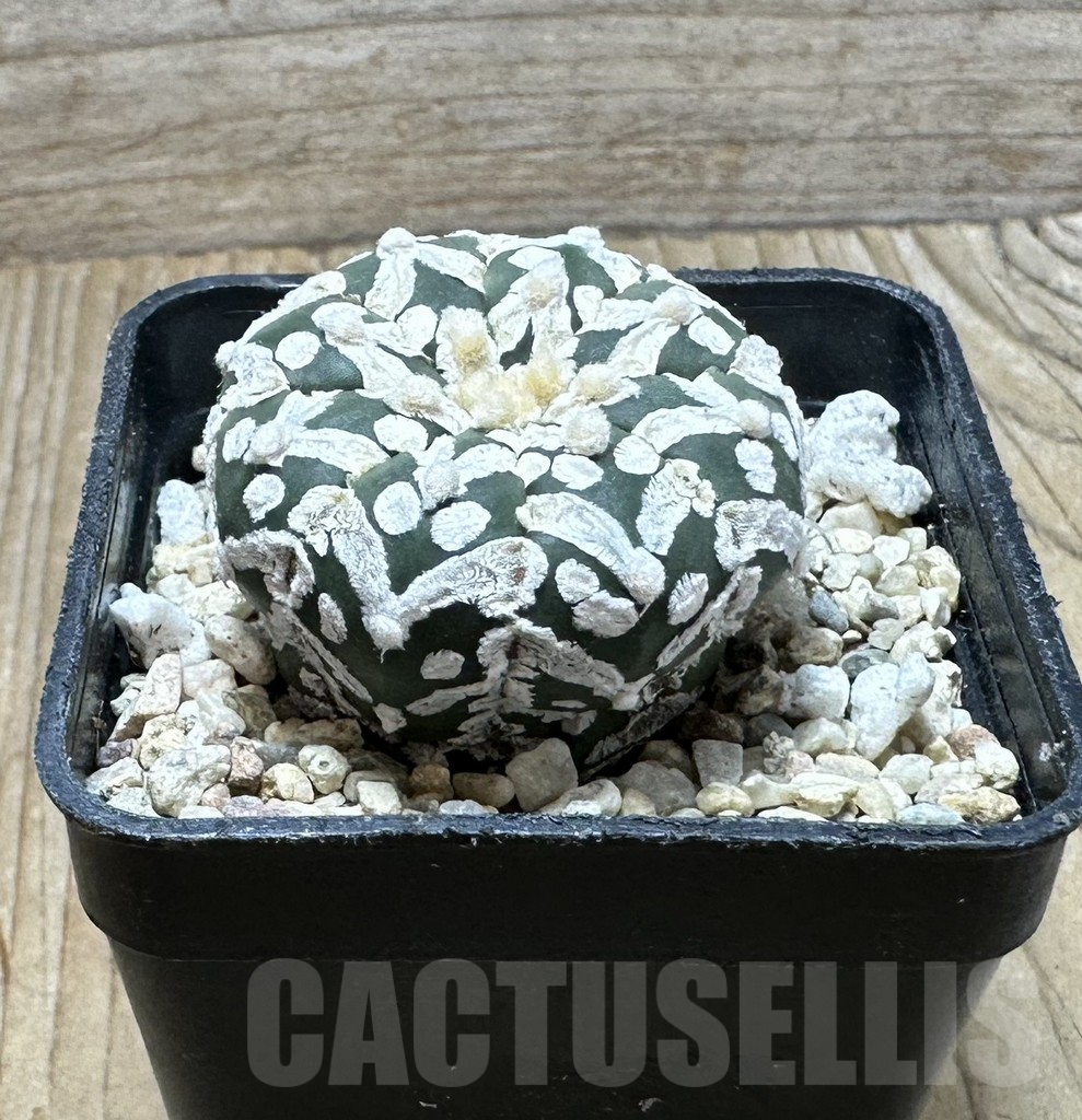 SHPR37113 Astrophytum asterias ‘Super Kabuto’ V-type f. nudum - Image 3