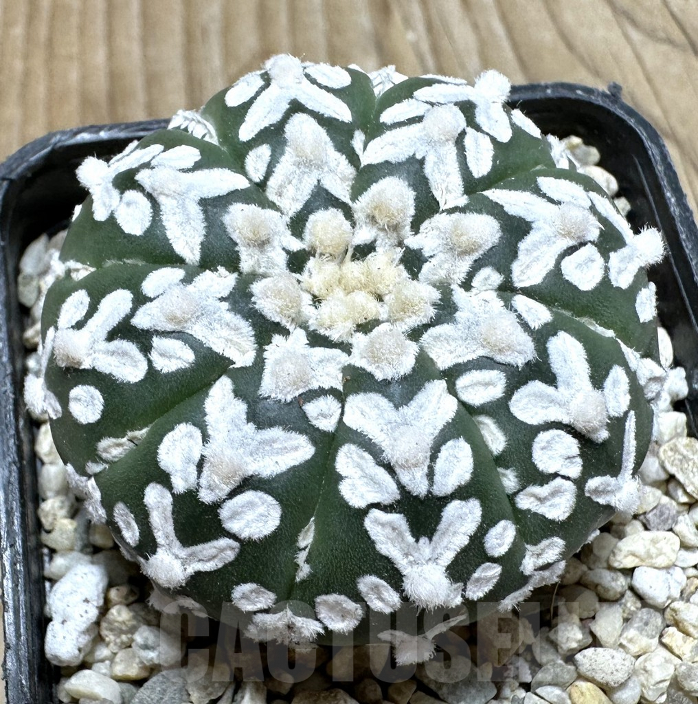 SHPR37114 Astrophytum asterias ‘Super Kabuto’ V-type f. nudum