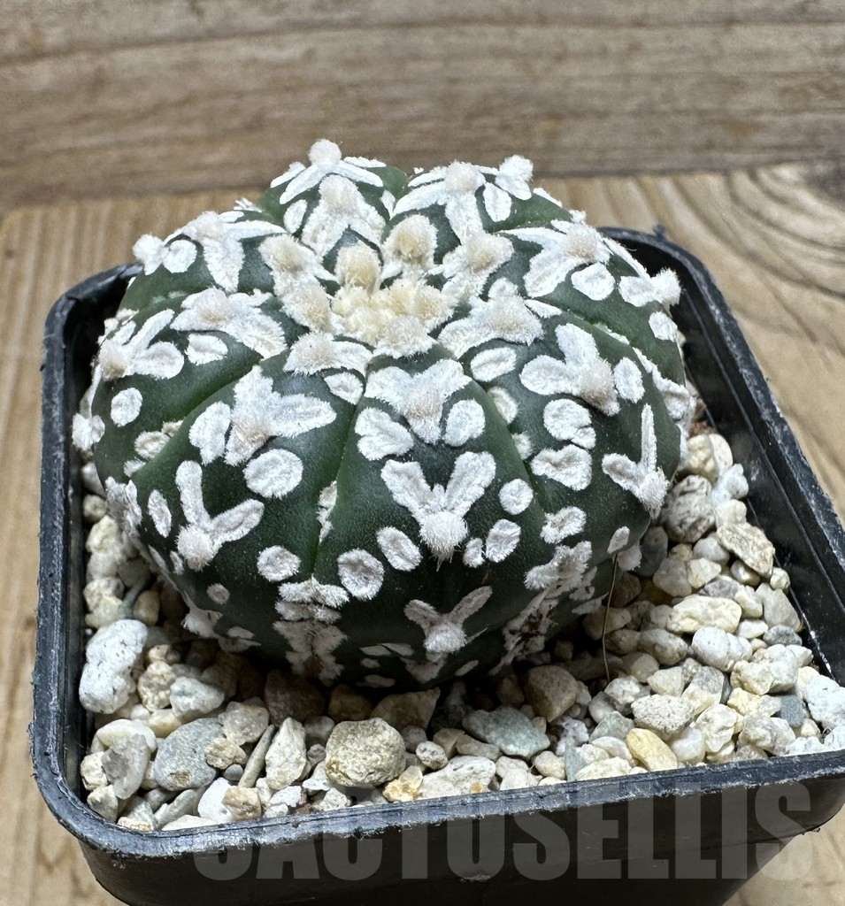 SHPR37114 Astrophytum asterias ‘Super Kabuto’ V-type f. nudum - Image 2