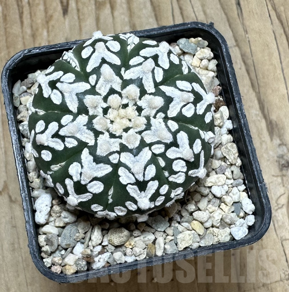 SHPR37114 Astrophytum asterias ‘Super Kabuto’ V-type f. nudum - Image 3