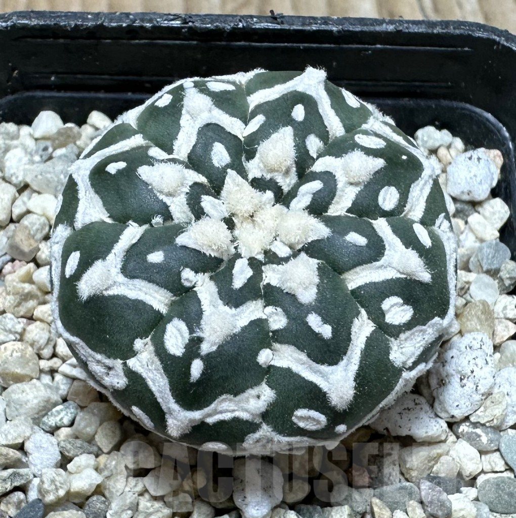 SHPR37115 Astrophytum asterias ‘Super Kabuto’ V-type f. nudum