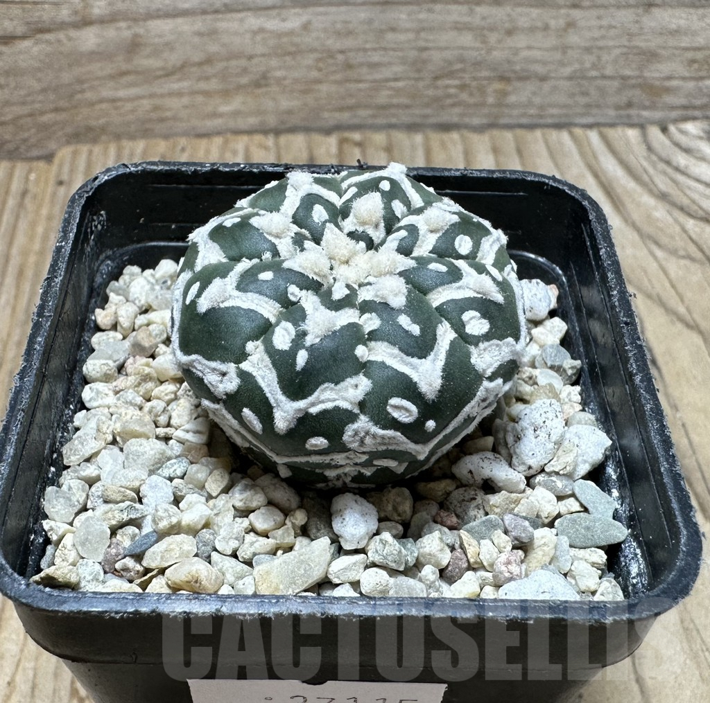 SHPR37115 Astrophytum asterias ‘Super Kabuto’ V-type f. nudum - immagine 3