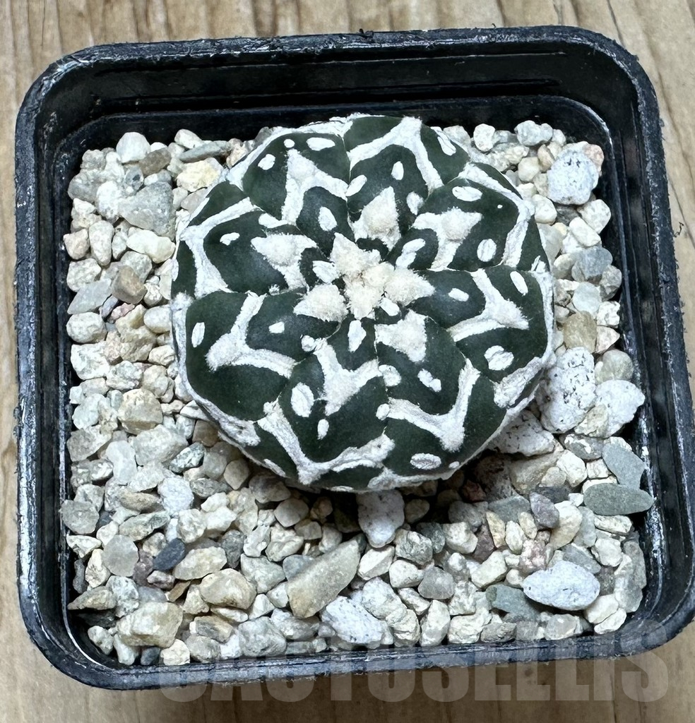 SHPR37115 Astrophytum asterias ‘Super Kabuto’ V-type f. nudum - immagine 2