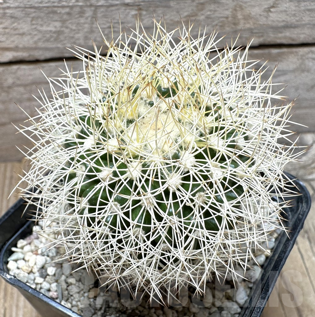 SHPR37116 Discocactus araneispinus