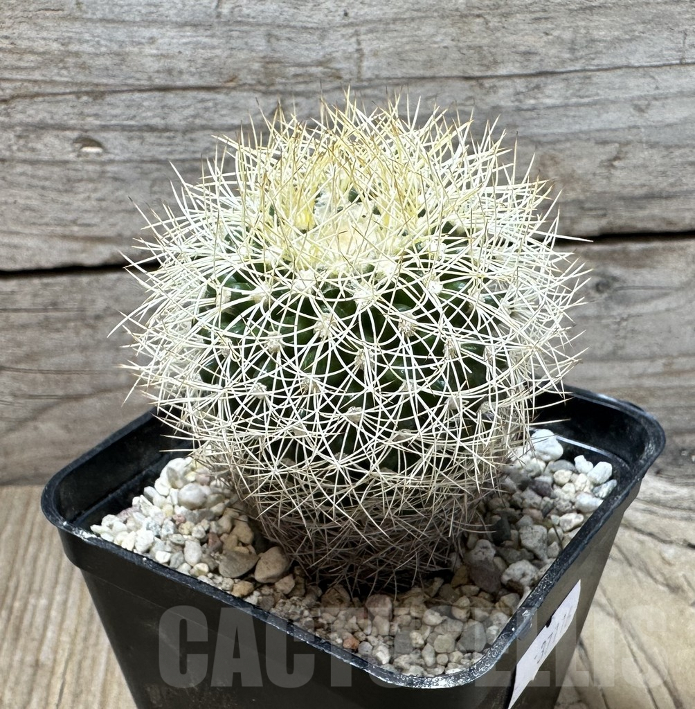 SHPR37116 Discocactus araneispinus - immagine 2