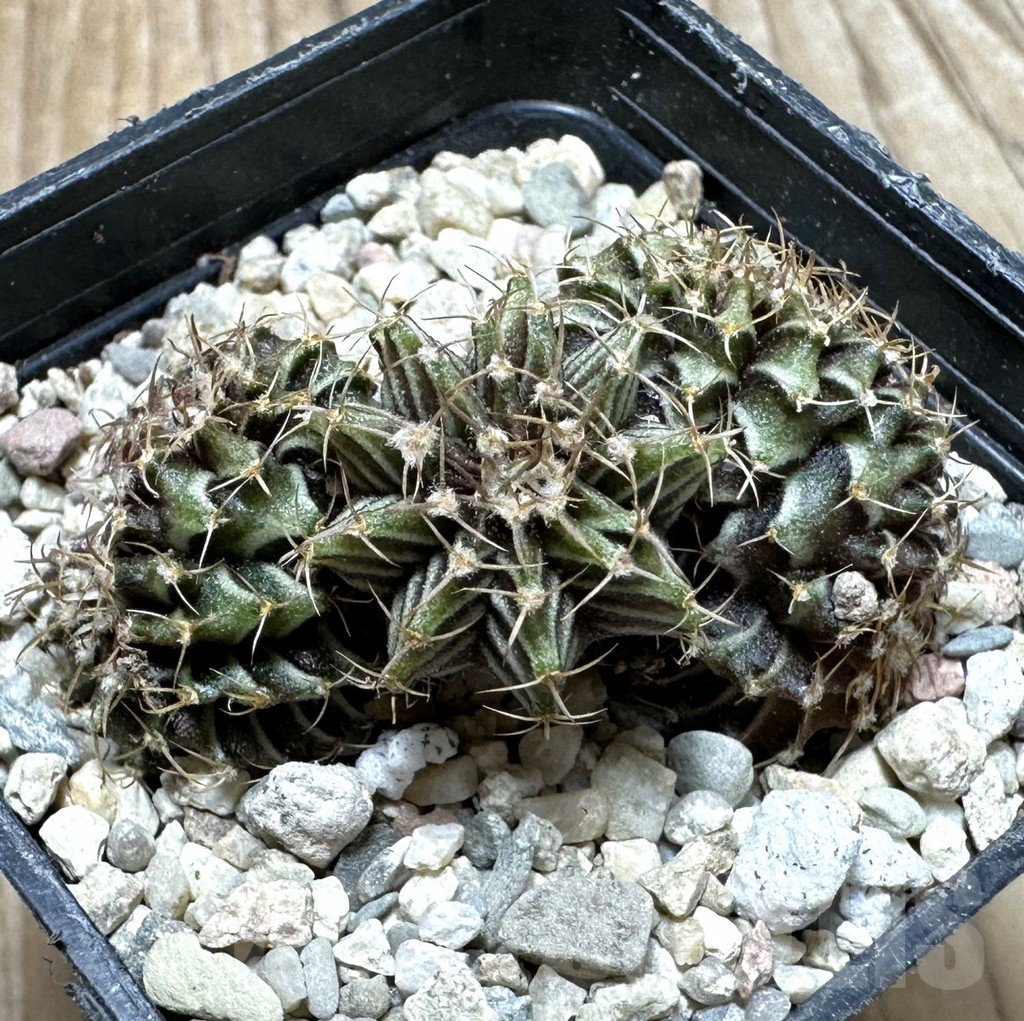 SHPR37120 Gymnocalycium friedrichii LB f. cristata