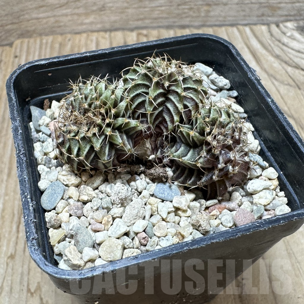 SHPR37120 Gymnocalycium friedrichii LB f. cristata - Image 2