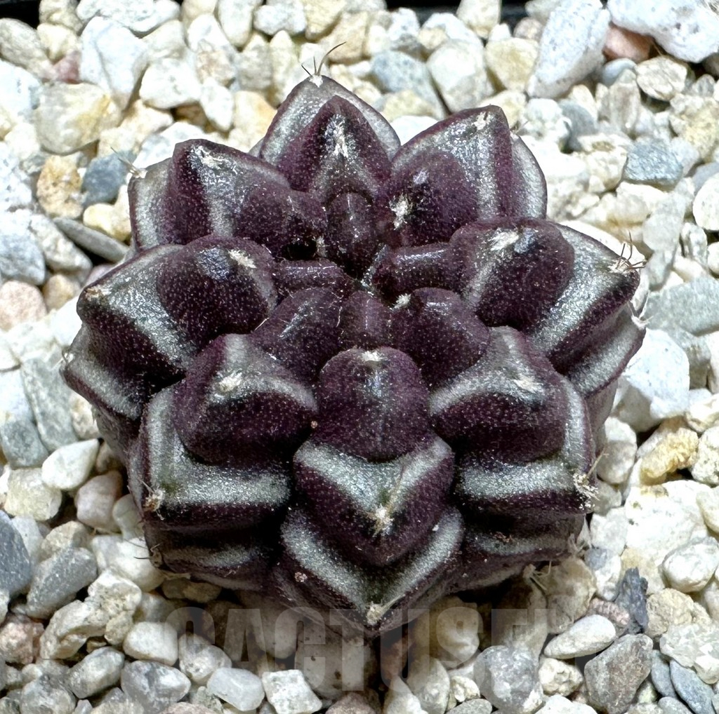 SHPR37123 Gymnocalycium mihanovichii ‘Day Dream’, seedling