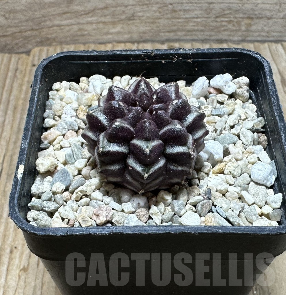 SHPR37123 Gymnocalycium mihanovichii ‘Day Dream’, seedling - Image 2