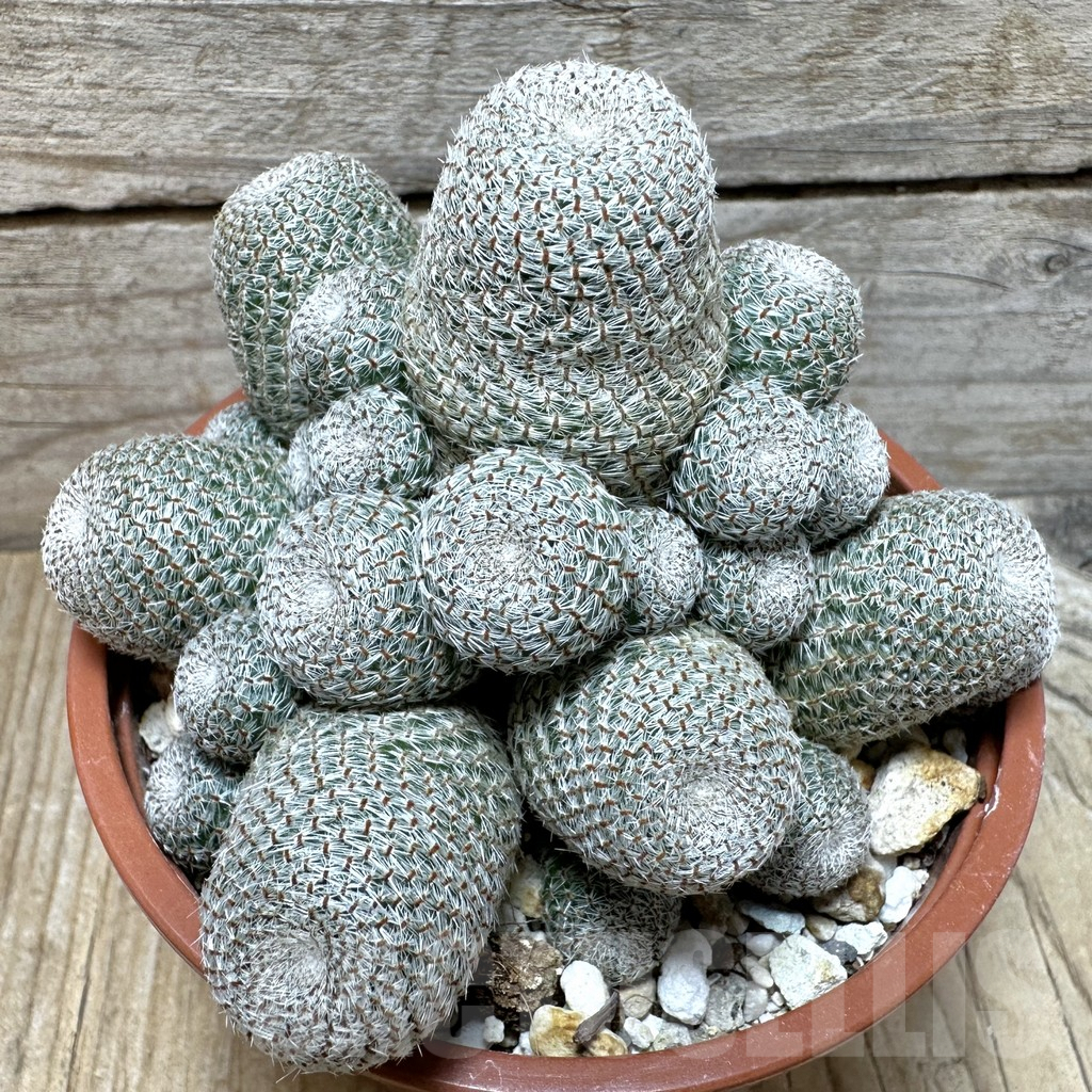 SHPR37074 Rebutia heliosa