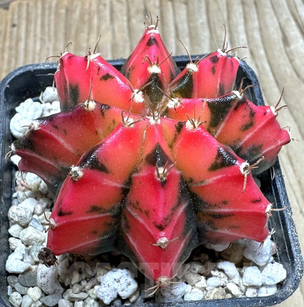 SHPR37129 Gymnocalycium mihanovichii ‘Red Mars’