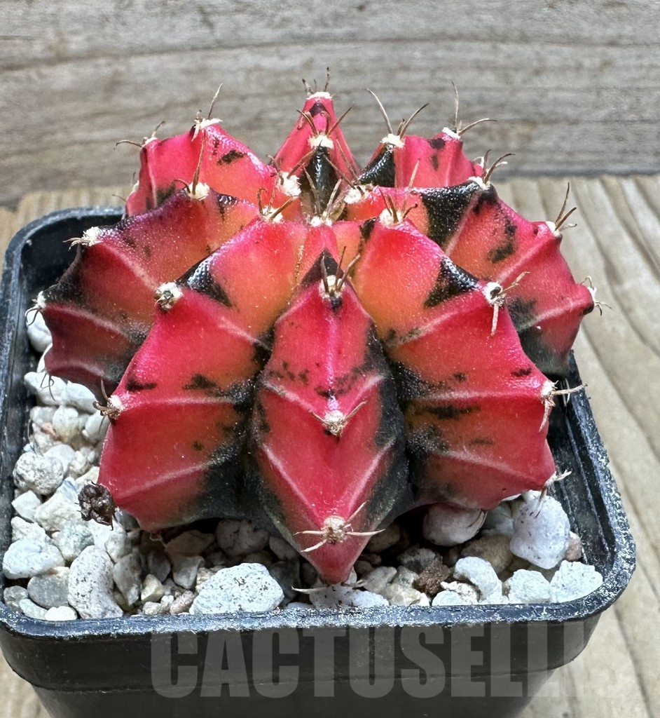 SHPR37129 Gymnocalycium mihanovichii ‘Red Mars’ - Image 2
