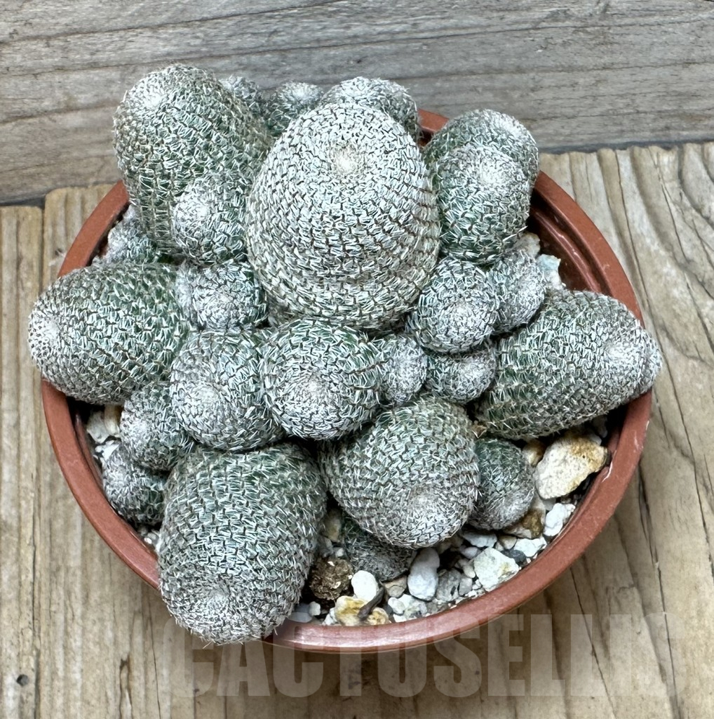 SHPR37074 Rebutia heliosa - Image 2
