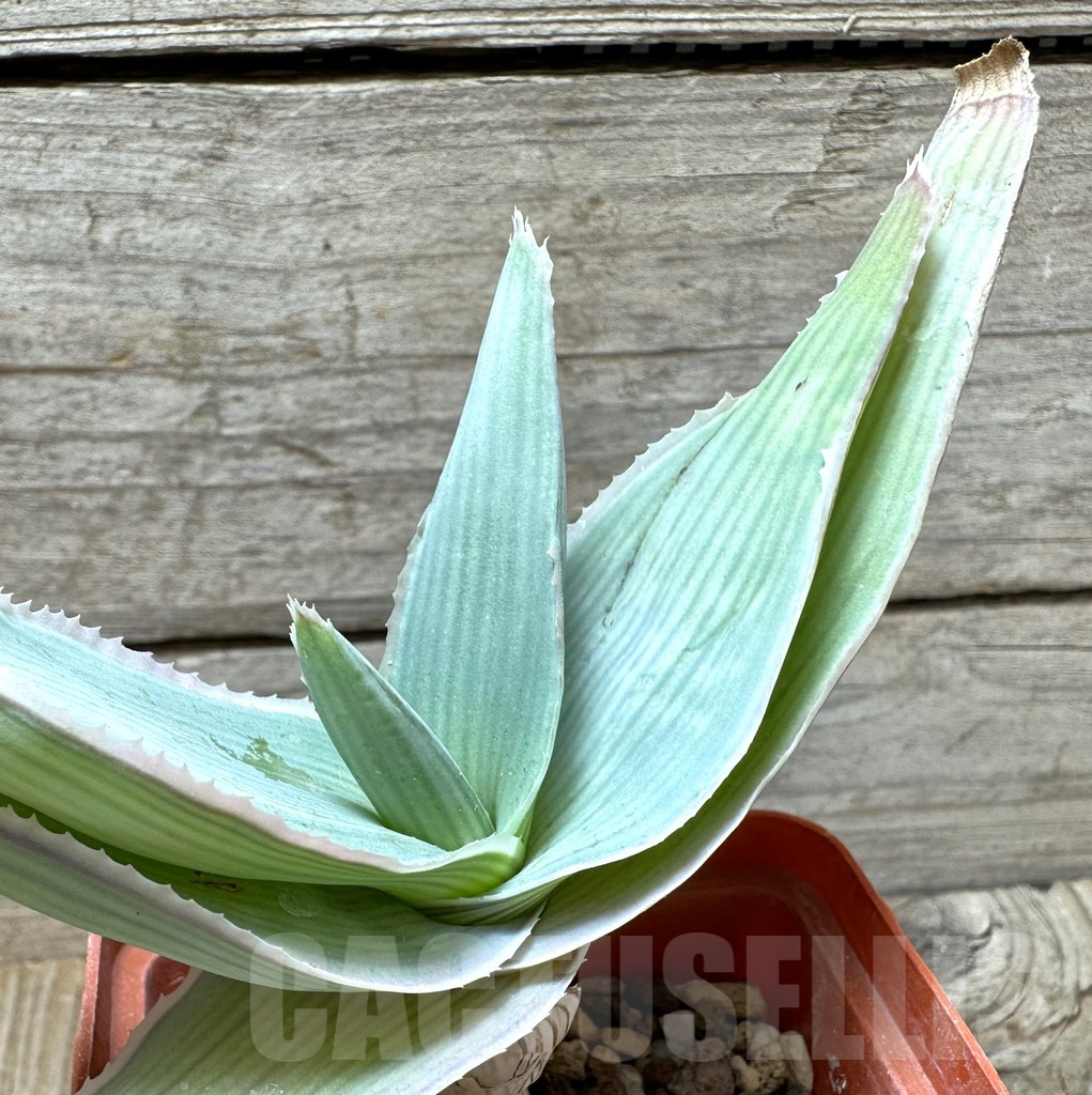 SHPR37075 Aloe reynoldsii