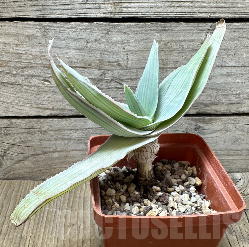 SHPR37075 Aloe reynoldsii - Image 2