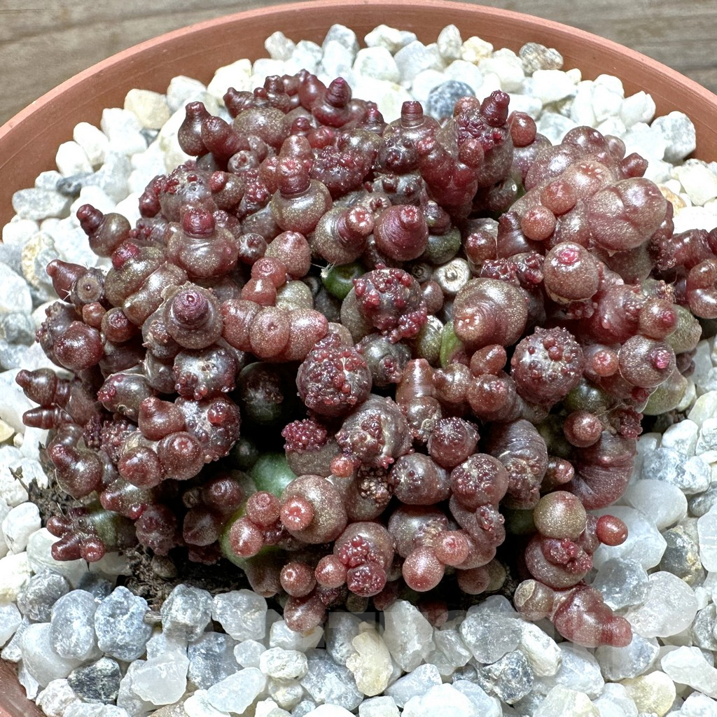 SHPR37076 Mammillaria bocasana ‘Red Fred’