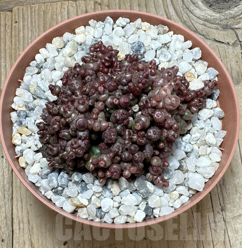 SHPR37076 Mammillaria bocasana ‘Red Fred’ - Image 2