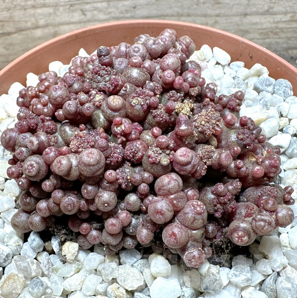 SHPR37077 Mammillaria bocasana ‘Red Fred’