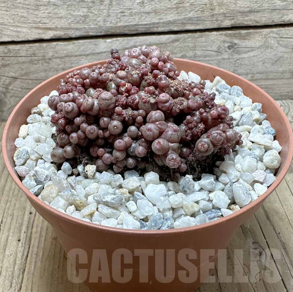 SHPR37077 Mammillaria bocasana ‘Red Fred’ - Image 2