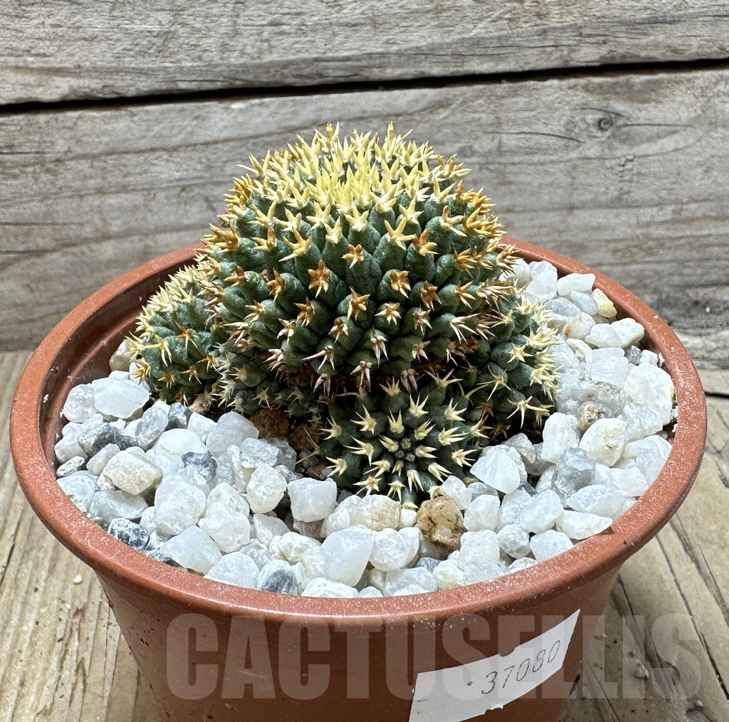 SHPR37080 Mammillaria camptotricha ‘Bru’ - Image 3