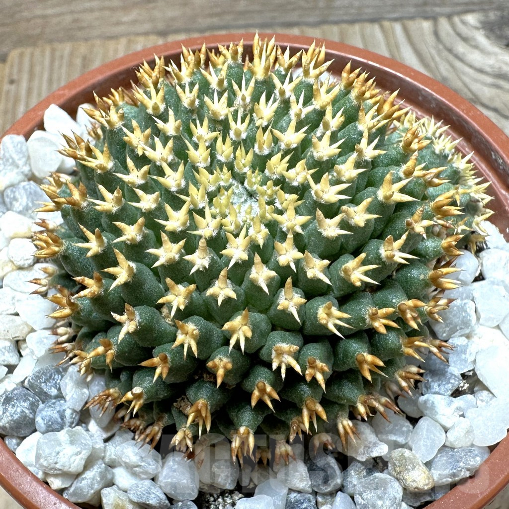 SHPR37081 Mammillaria camptotricha ‘Bru’