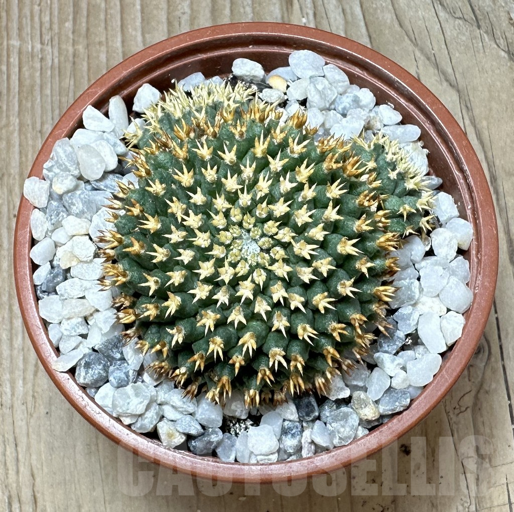 SHPR37081 Mammillaria camptotricha ‘Bru’ - Image 2