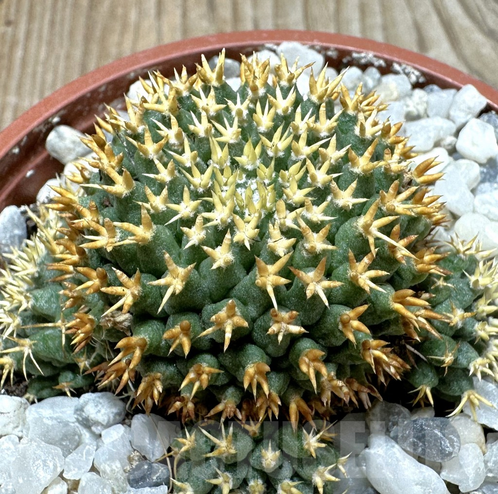 SHPR37082 Mammillaria camptotricha ‘Bru’