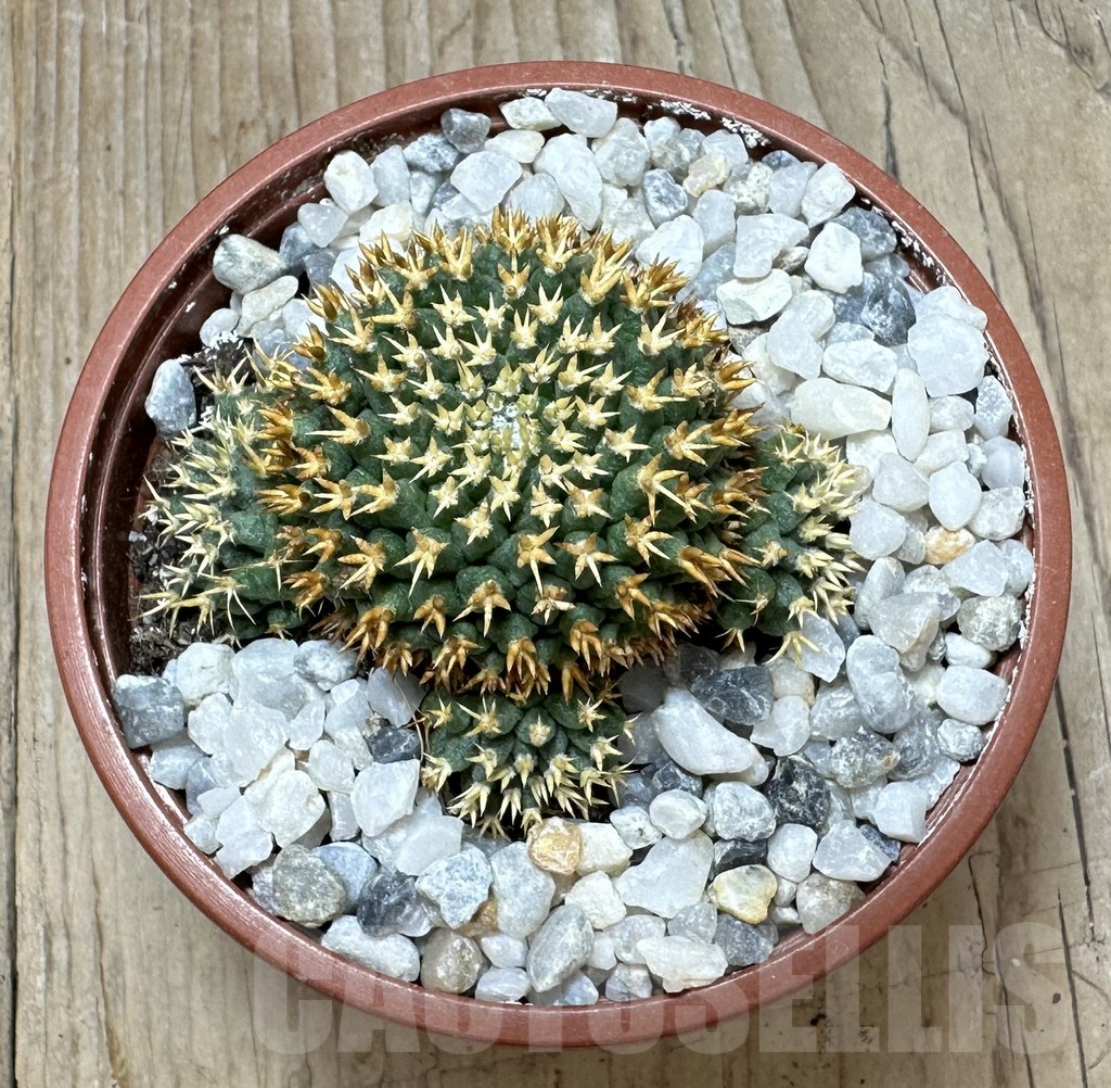 SHPR37082 Mammillaria camptotricha ‘Bru’ - immagine 2
