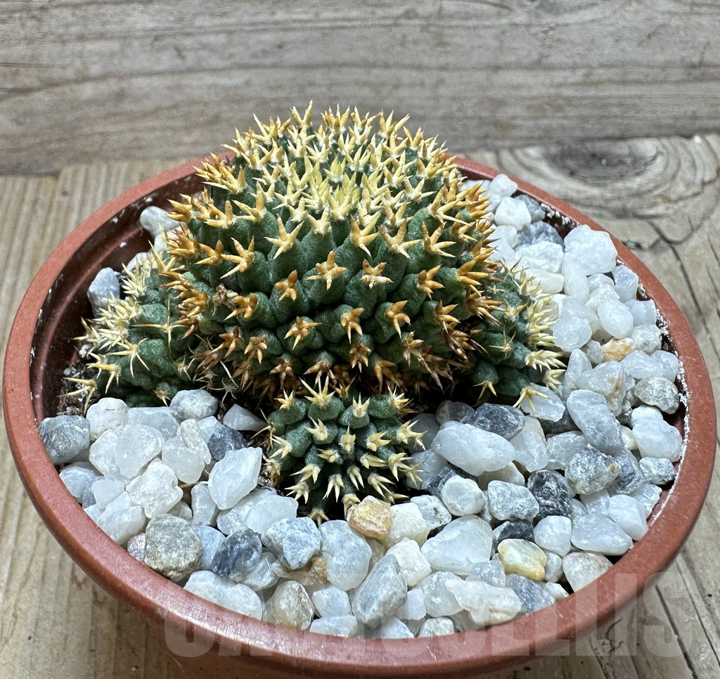 SHPR37082 Mammillaria camptotricha ‘Bru’ - immagine 3