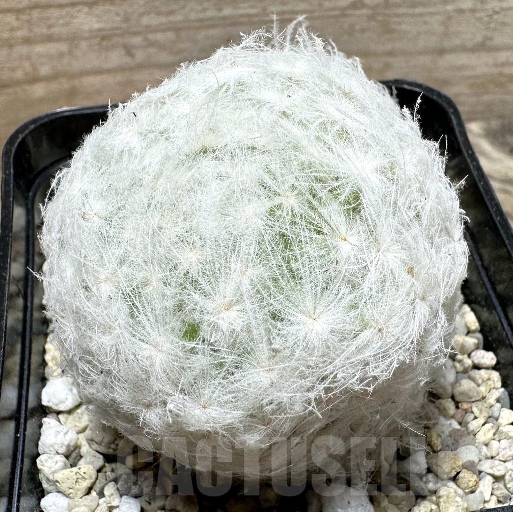 SHPR37083 Mammillaria plumosa