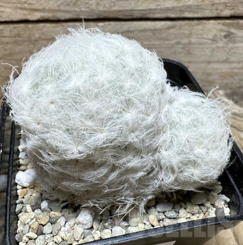 SHPR37083 Mammillaria plumosa - Image 2