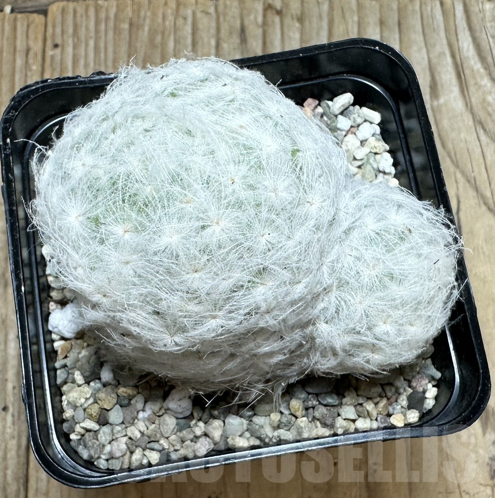 SHPR37083 Mammillaria plumosa - Image 3