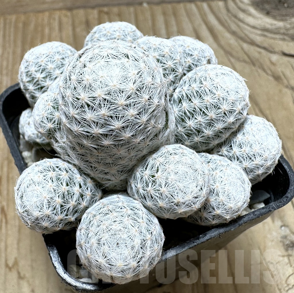 SHPR37084 Mammillaria humboldtii f. caespitosa