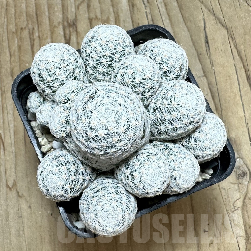 SHPR37084 Mammillaria humboldtii f. caespitosa - Image 2