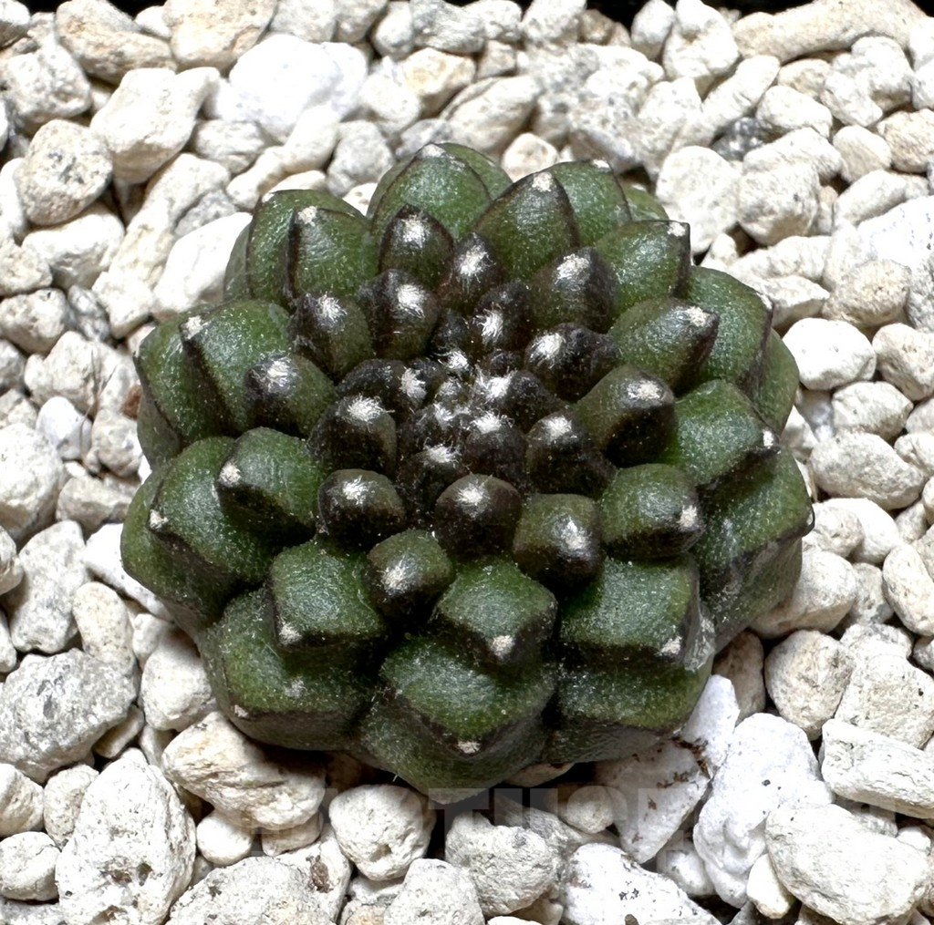 SHPR37274 Gymnocalycium mihanovichii 'inermis'