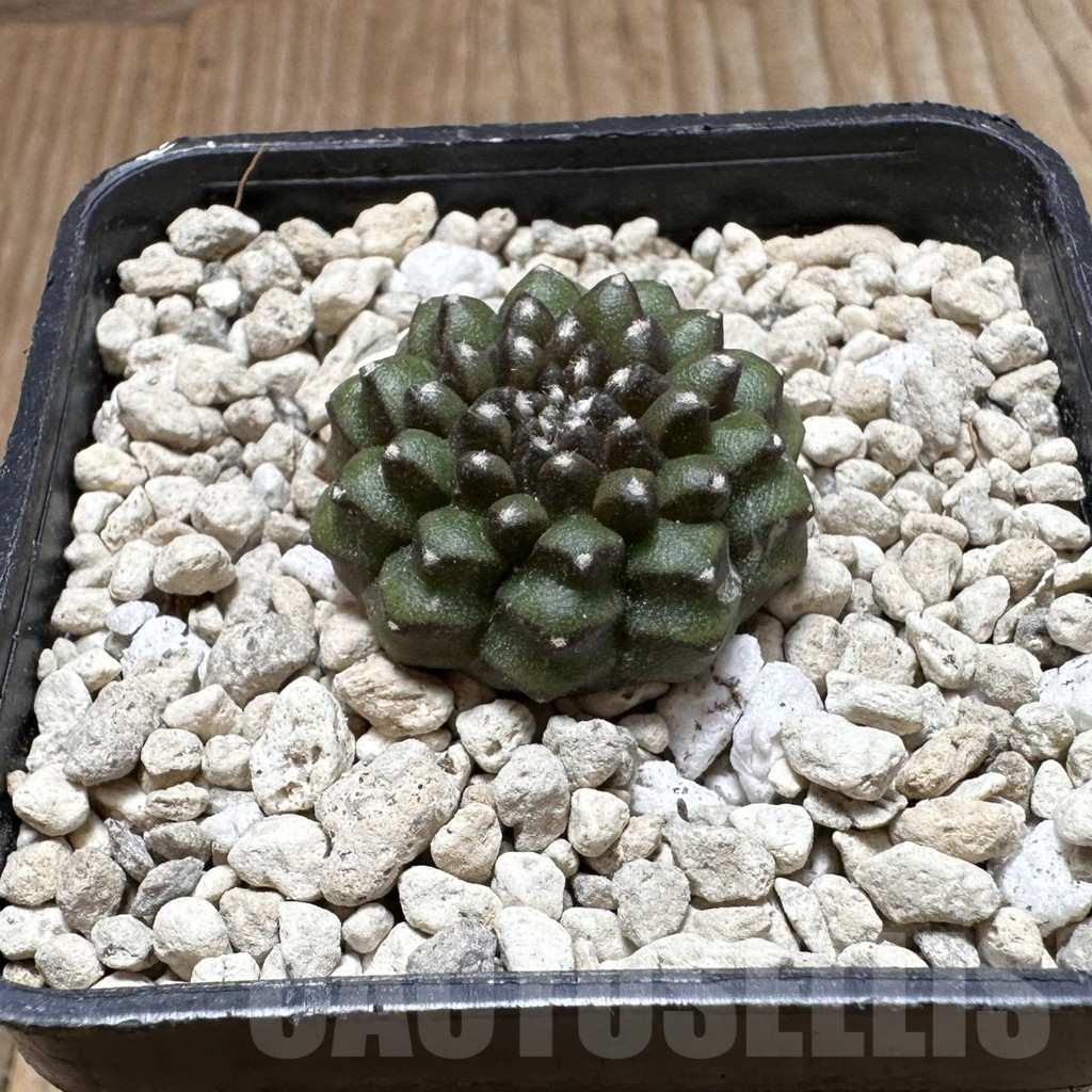 SHPR37274 Gymnocalycium mihanovichii 'inermis' – Bild 2