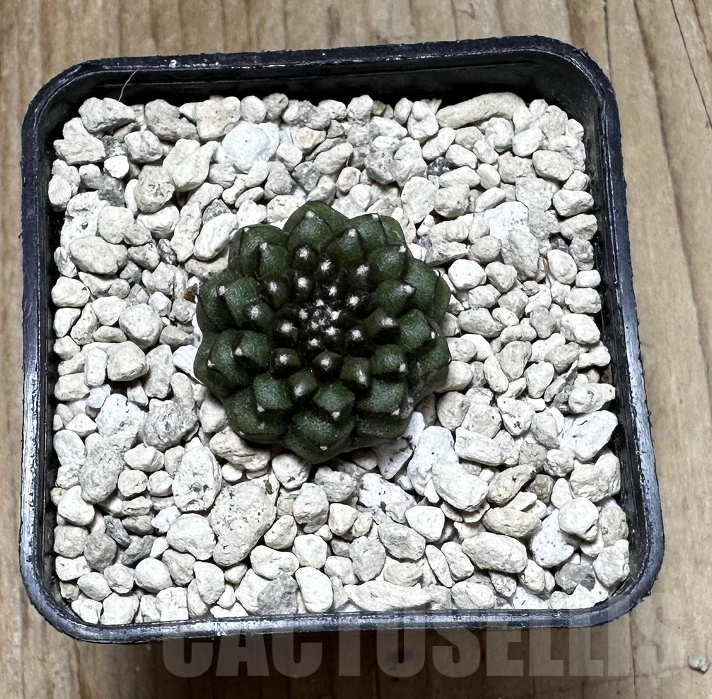 SHPR37274 Gymnocalycium mihanovichii 'inermis' – Bild 3