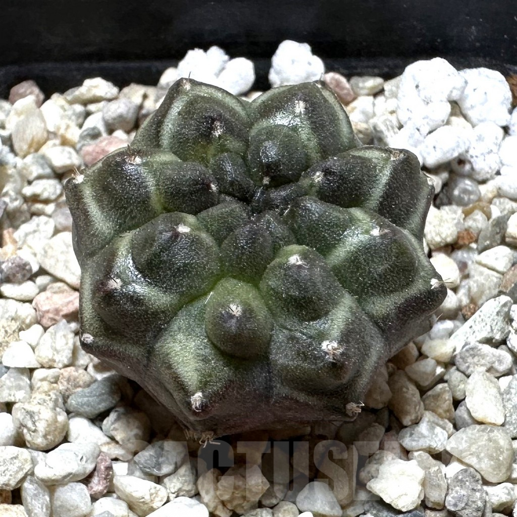 SHPR37275 Gymnocalycium mihanovichii ‘Day Dream’, seedling